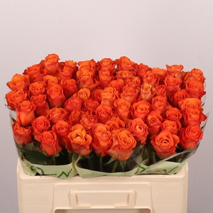 R GR ORANGE WAVE
