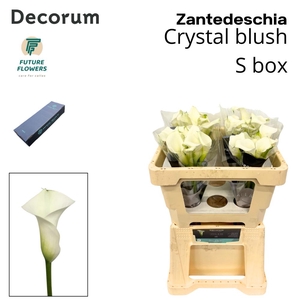 Zant Crystal Blush Small Box 50 Cm 40 St.