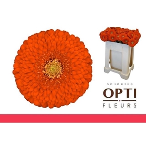 GE MB POMPONI FOZZIE