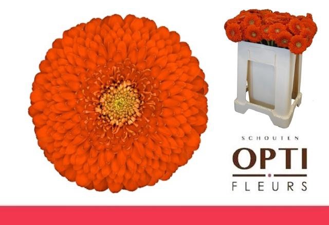 <h4>GE MB POMPONI FOZZIE</h4>