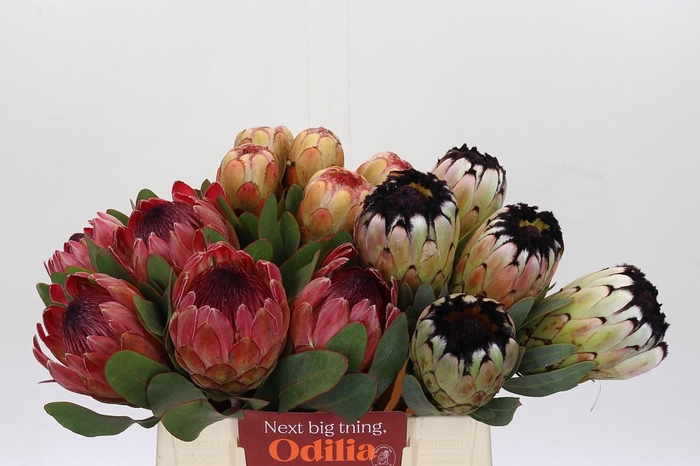 <h4>Protea Mix</h4>