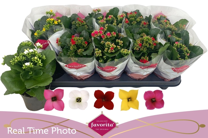 arr8 Kal En Gem 5 Kl