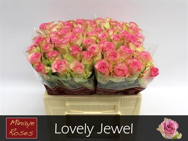 R GR LOVELY JEWEL