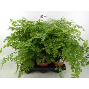 Adiantum raddi. 'Fragrans'