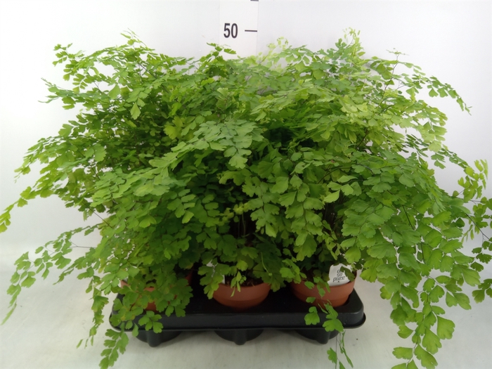 <h4>Adiantum raddi. 'Fragrans'</h4>
