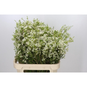 Chamelaucium Ofir