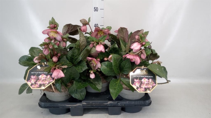 <h4>Helleborus ori.</h4>