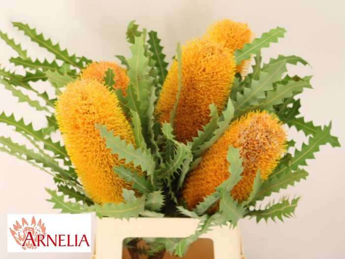 <h4>BANKSIA OV KLEINBL</h4>