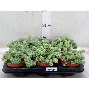Sedum burrito