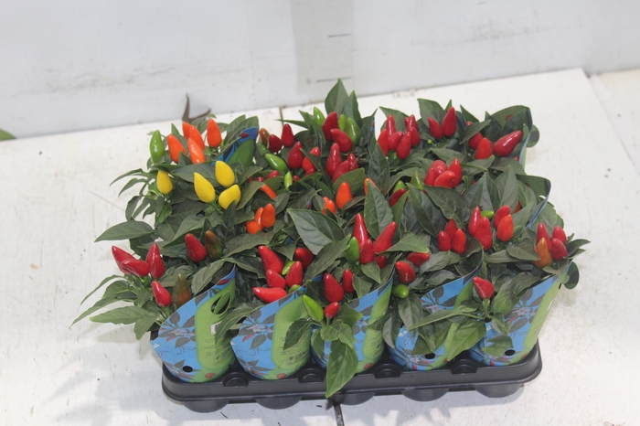 <h4>PIMENTA P06</h4>