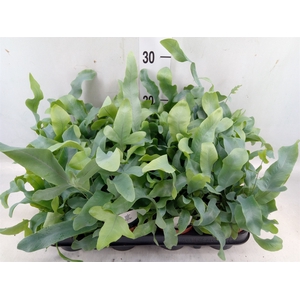 Phlebodium aureum 'Blue Star'