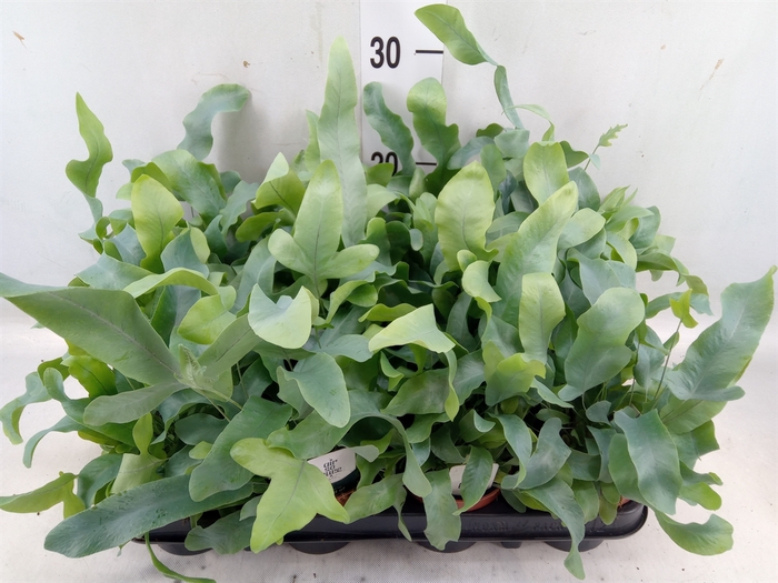 <h4>Phlebodium aureum 'Blue Star'</h4>