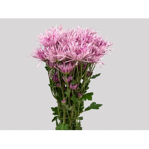 CRISANTEMO DAYTONA 080 CM LILAS