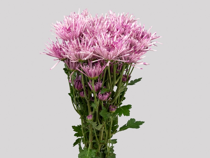 <h4>CRISANTEMO DAYTONA 080 CM LILAS</h4>