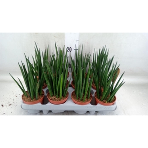 Sansevieria bacularis