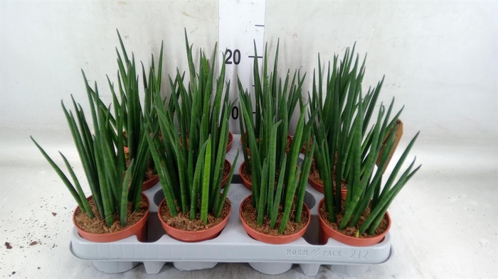 <h4>Sansevieria bacularis</h4>
