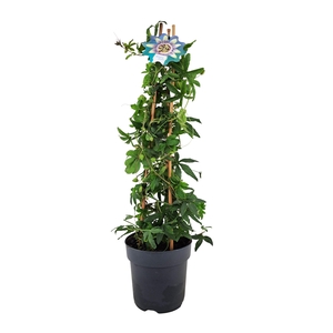 Passiflora Caerulea piramide p17
