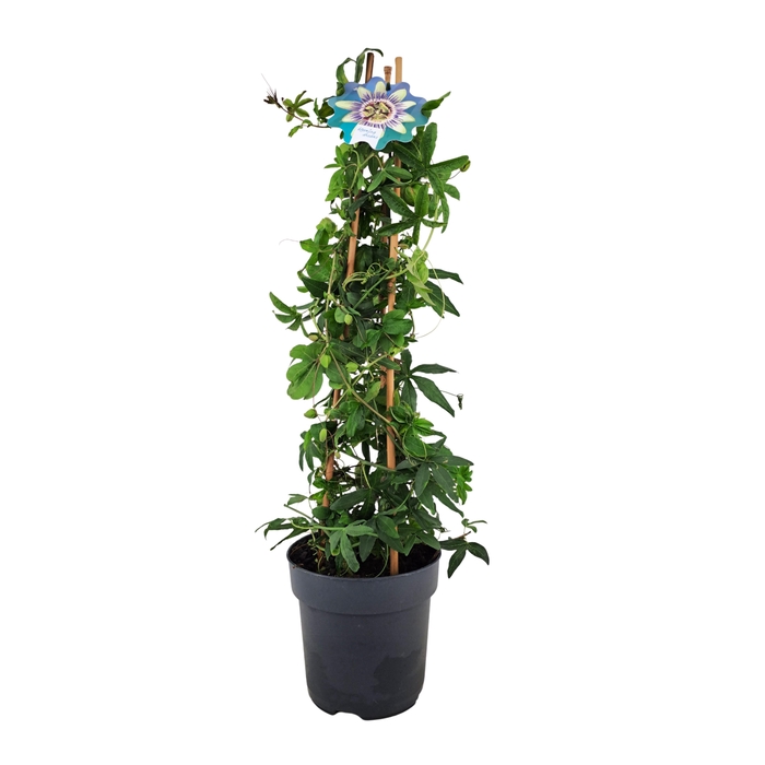 <h4>Passiflora Caerulea piramide p17</h4>