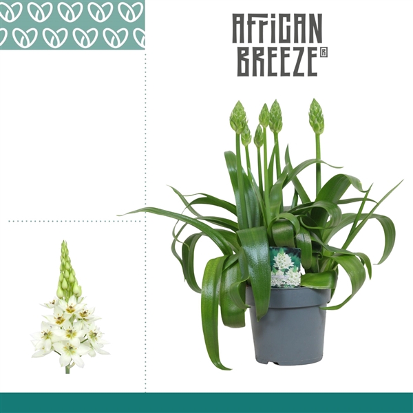 <h4>Ornithogalum Thyrsoides Wit 3pp</h4>