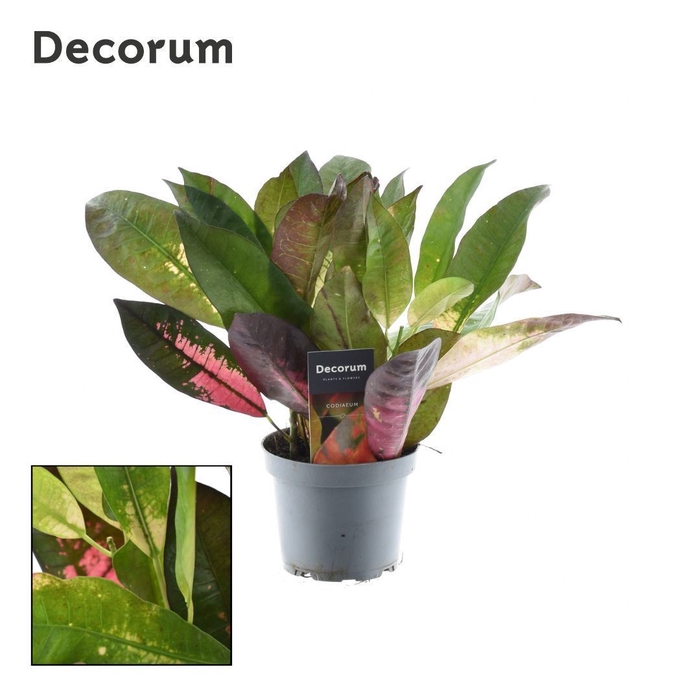 <h4>Codiaeum Mrs Iceton</h4>