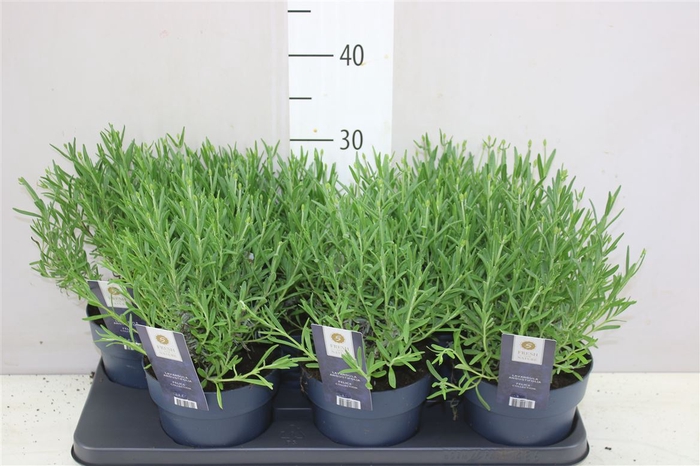 <h4>Lavandula An Felice</h4>