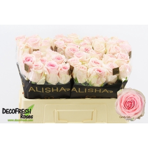 R Gr Candy Girl Alisha