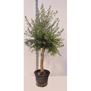 Olea europaea 45Ø 190cm