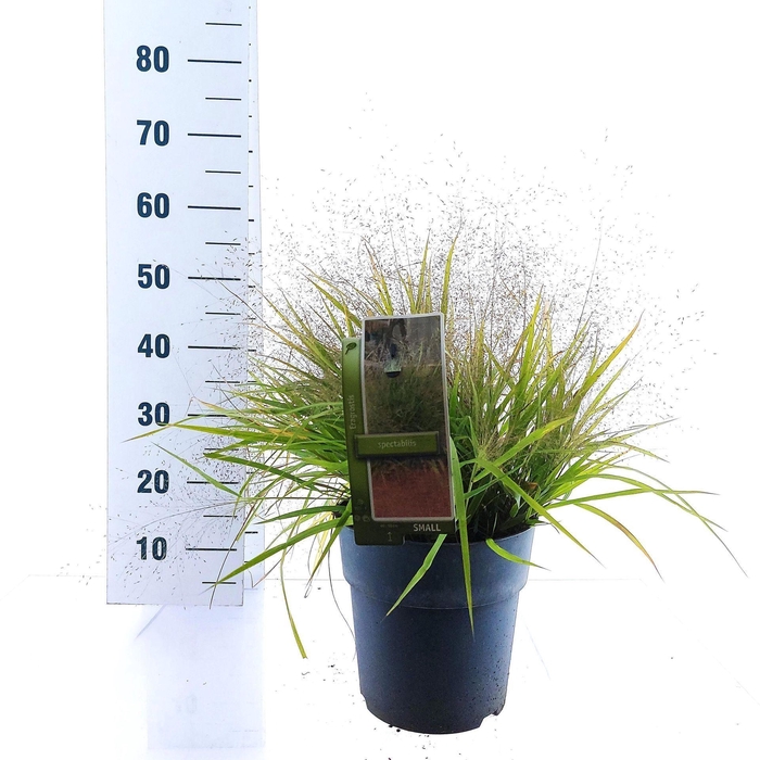 <h4>Eragrostis elliottii</h4>