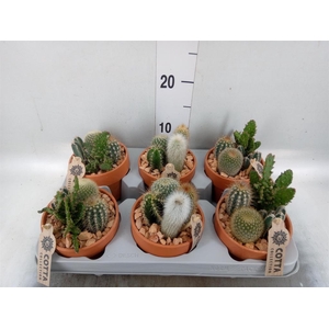 Arr.  Cactus L%