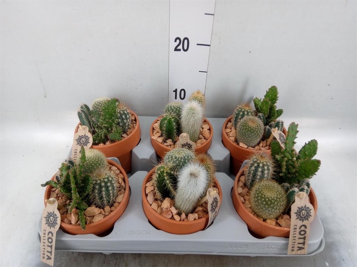 <h4>Arr.  Cactus L%</h4>