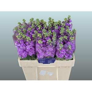 MATTH FIGARO LAVENDE