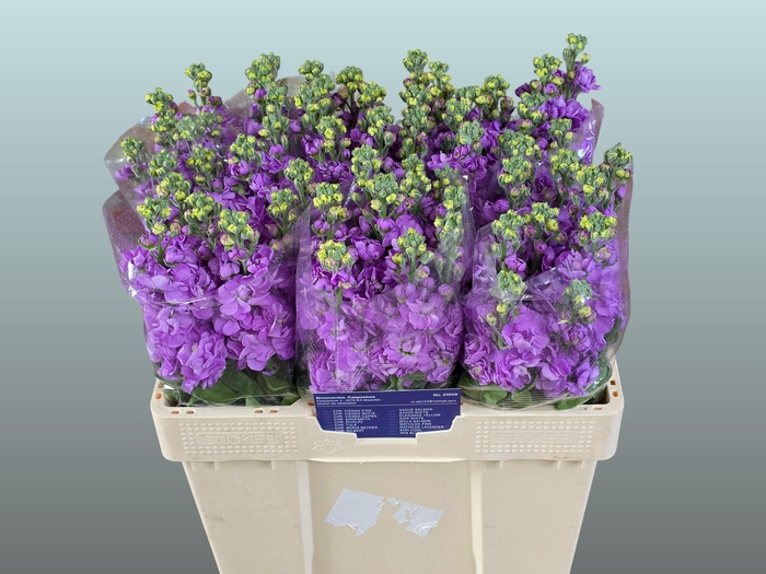 <h4>MATTH FIGARO LAVENDE</h4>