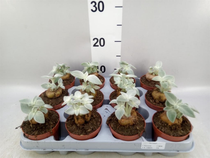 <h4>Cactus ...</h4>