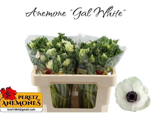 <h4>Anem Co Galil Wit</h4>