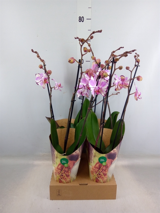 <h4>Phalaenopsis  'FC Magic Art'</h4>