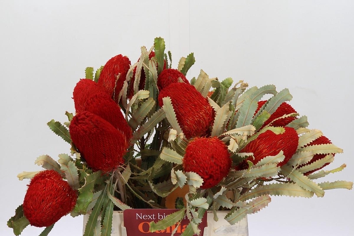 <h4>Banksia  Burdetti Red</h4>
