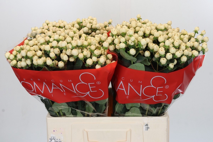 <h4>Hypericum Cool Romance</h4>