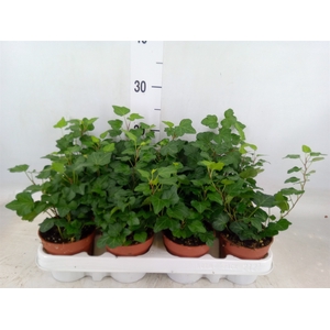 Hedera helix 'Wonder'