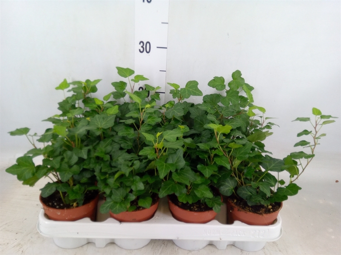 <h4>Hedera helix 'Wonder'</h4>
