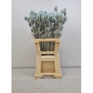 GESTABILISEERD KAARDEBOL LICHTBLAUW