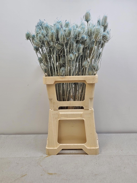 <h4>GESTABILISEERD KAARDEBOL LICHTBLAUW</h4>