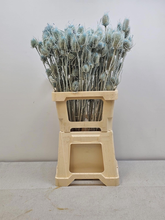 <h4>GESTABILISEERD KAARDEBOL LICHTBLAUW</h4>