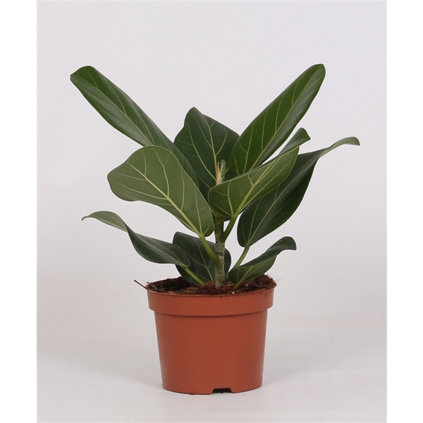 <h4>Ficus Bengalensis</h4>