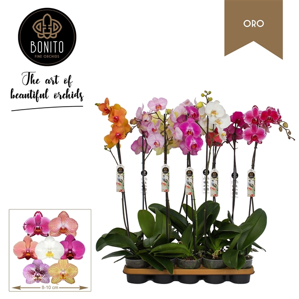 <h4>Phal. Oro mix - 1-Tak 8 kleuren</h4>