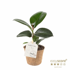 FICUS ELASTICA P9 SOFIA COCOZ
