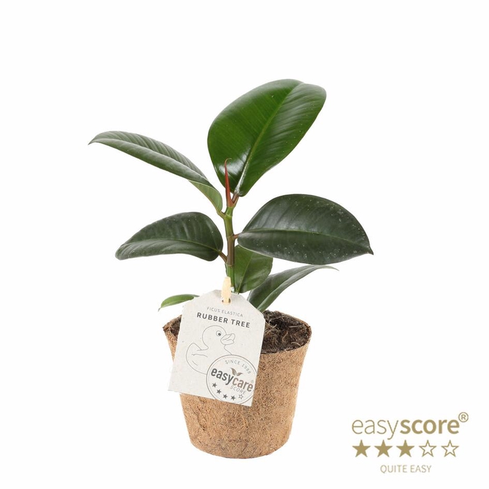 <h4>FICUS ELASTICA P9 SOFIA COCOZ</h4>