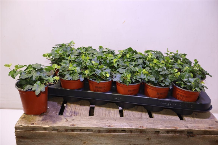 <h4>arr8 Hed He Wonder</h4>