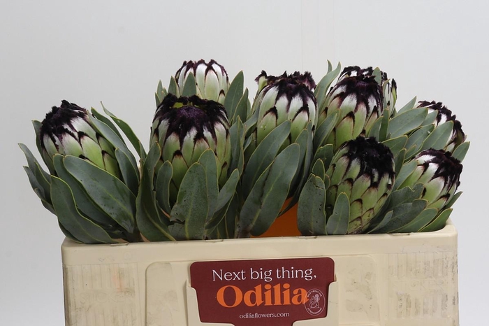 <h4>Protea Niobe</h4>