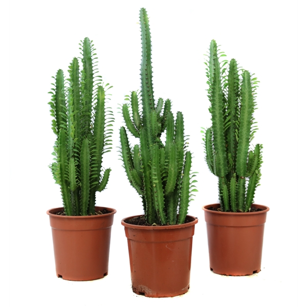 <h4>Euphorbia trigona 21 cm</h4>