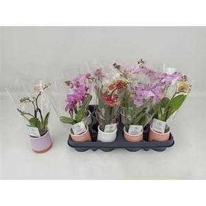 Phal Mini